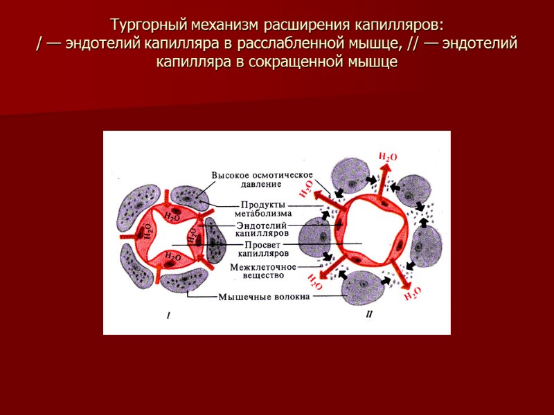 Тургорный механизм расширения капилляров: / — эндотелий капилляра в расслабленной мышце, // — эндотелий